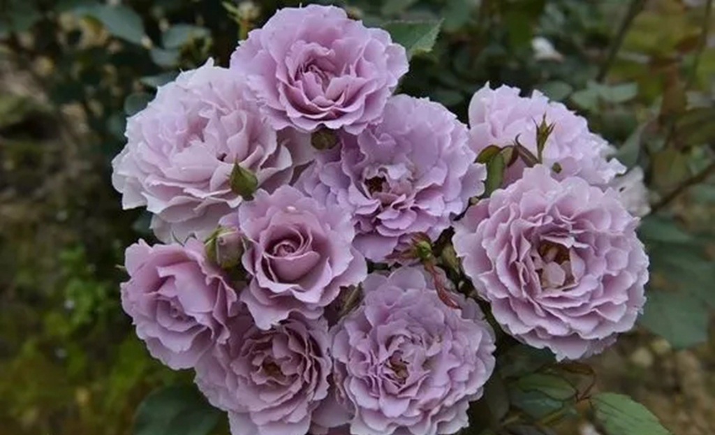 100种月季品种大全集,适合地栽的蓝紫色月季有哪些