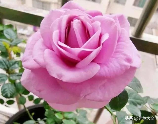 发霉的大米洗洗晒晒就可以了吗,发霉的大米千万不要吃