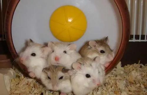 想要养宠物养什么最好,想养一只很小的宠物怎么推荐