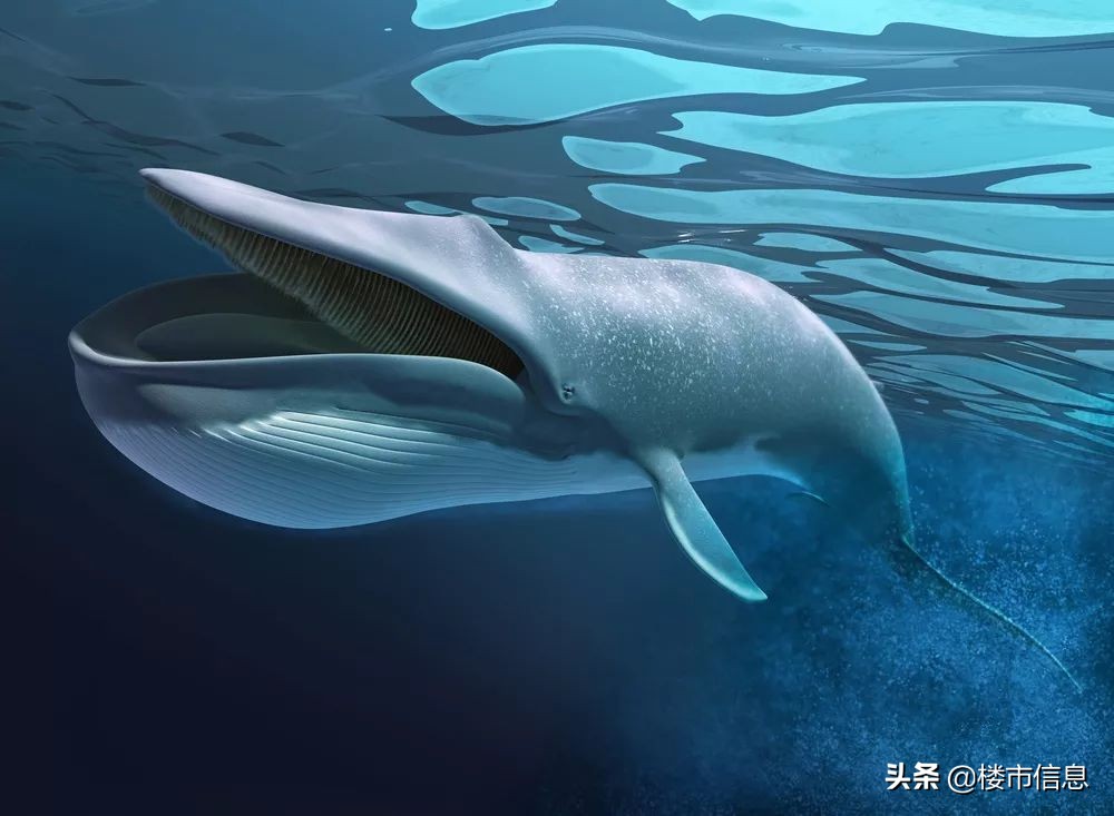 金沙湖融创值得买吗,金沙湖融创开盘