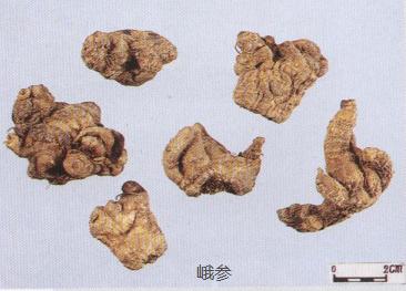 怎样辨别三七真假最简单的方法,真假三七粉如何辨别