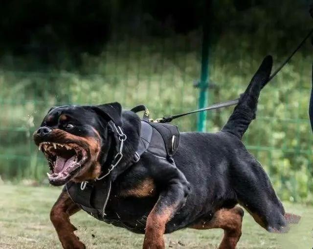 世界各国大型猛犬排名,世界各国猛犬排名