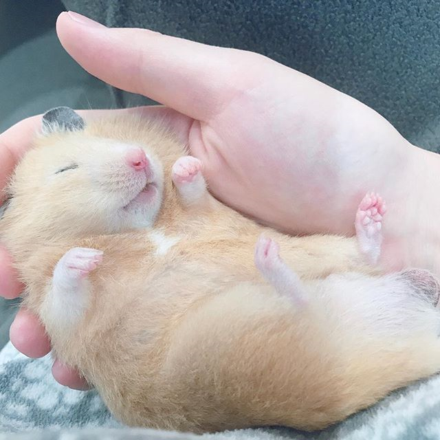 仓鼠玩累了倒头就睡,为确保鼠鼠睡眠充足,还请饲主“手下留情”