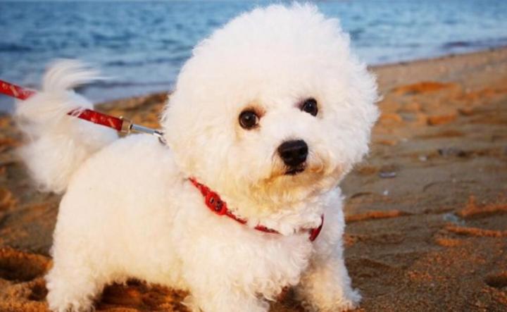 比熊拉稀怎么办,比熊幼犬拉稀带血丝