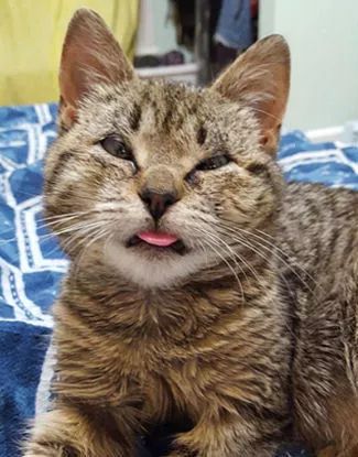 一只猫治愈了抑郁症,猫竟然能治愈抑郁症