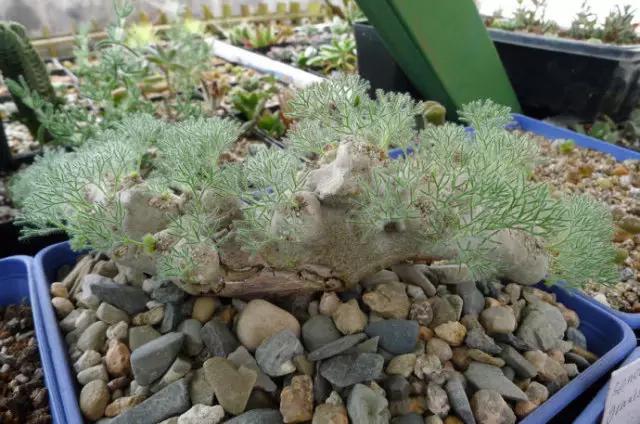 中国十大名贵稀有植物物种,全身是宝的名贵植物有哪些