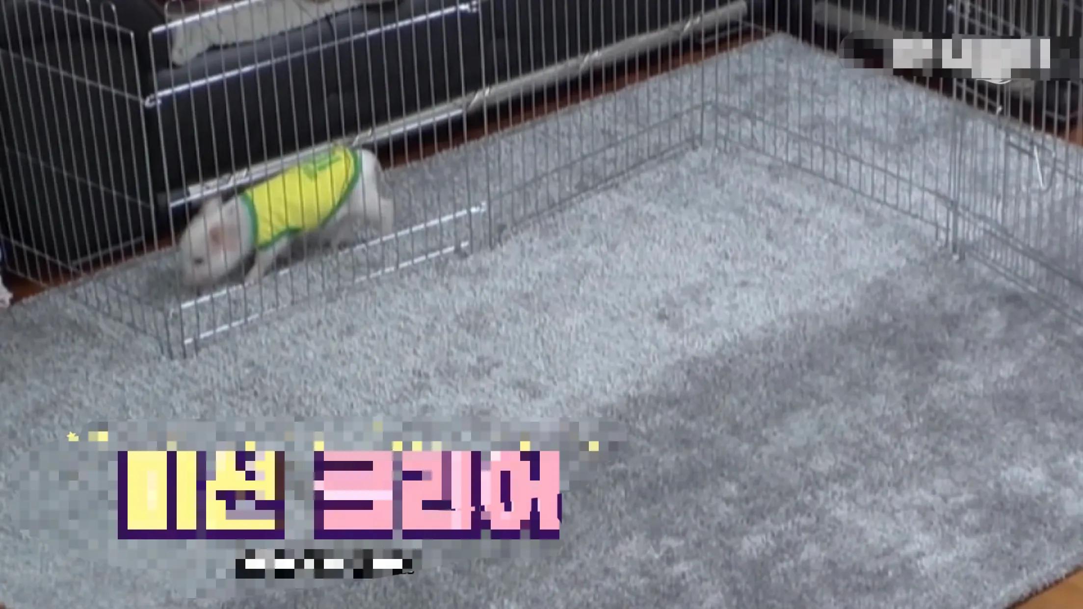 小猪的智商高达多少 (韩国最聪明的小猪)