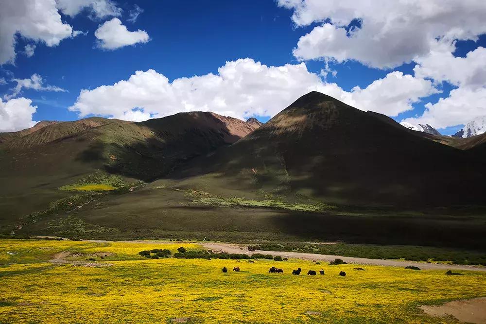 2.5l排量车还值得买吗,2.0t8at的都有哪些硬派越野