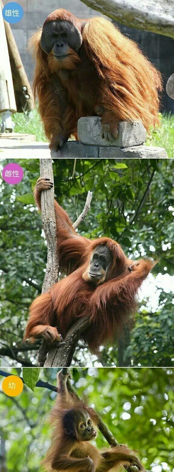 动物大猩猩深度解析,人科动物图谱