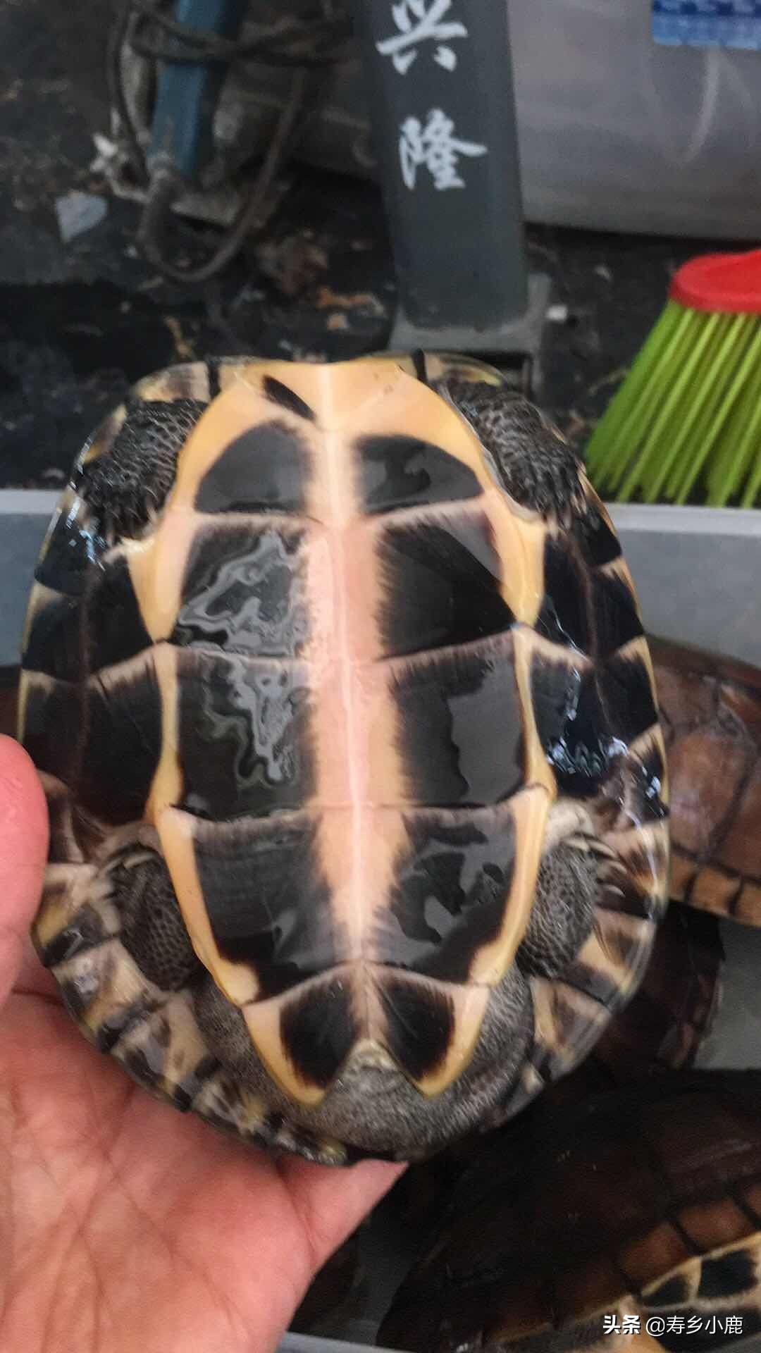 黄喉石金钱龟怎么养,黄喉拟水龟石金钱龟