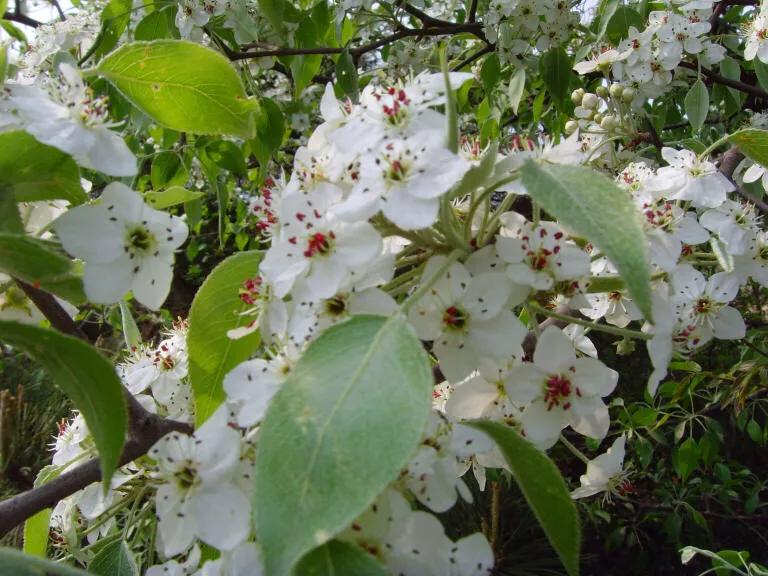 棠梨花映白杨树,棠梨花映白杨树的意境