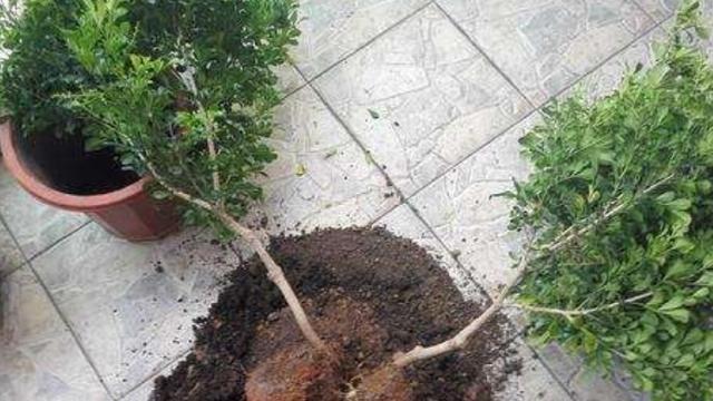 新买米兰花换土怎么处理,怎样给米兰花换盆