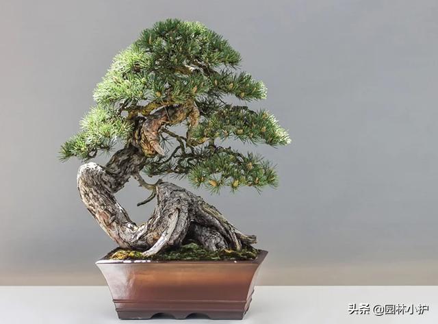 树桩盆景的八大流派,简述盆景八大流派常用的植物