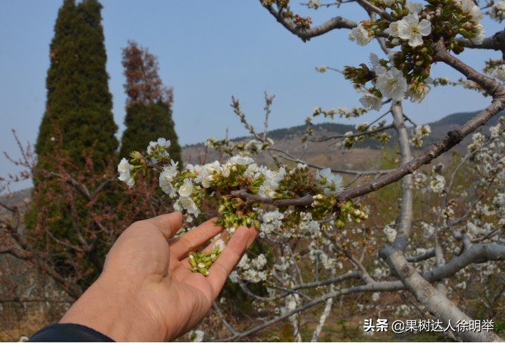 小樱桃坐果率低怎么回事,今年大樱桃坐果怎样