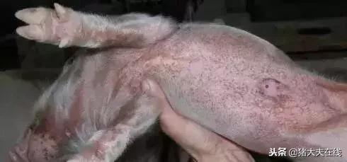 仔猪油皮病怎么防治,仔猪得了油皮病母猪喂什么药净化