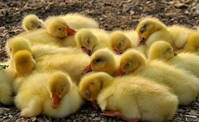 雏鹅疾病的预防与治疗,雏鹅相互啄毛是怎么回事怎么预防