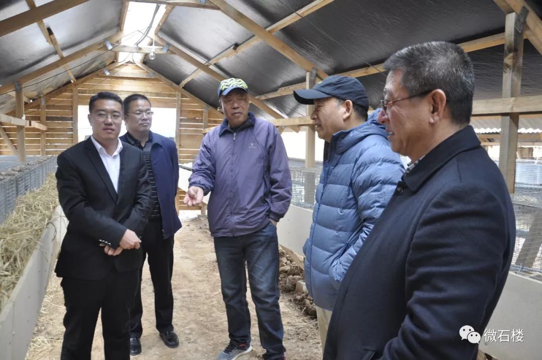 华隆集团董事长苗兴元在石楼县调研银狐产业发展情况