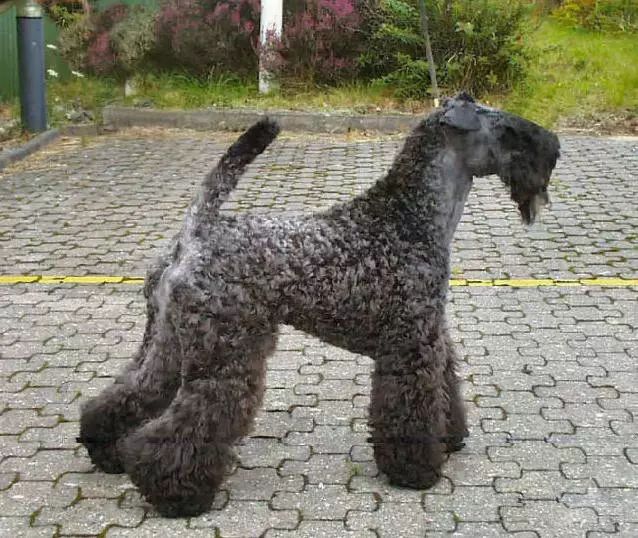 45种名犬大全,72种名犬图片附介绍