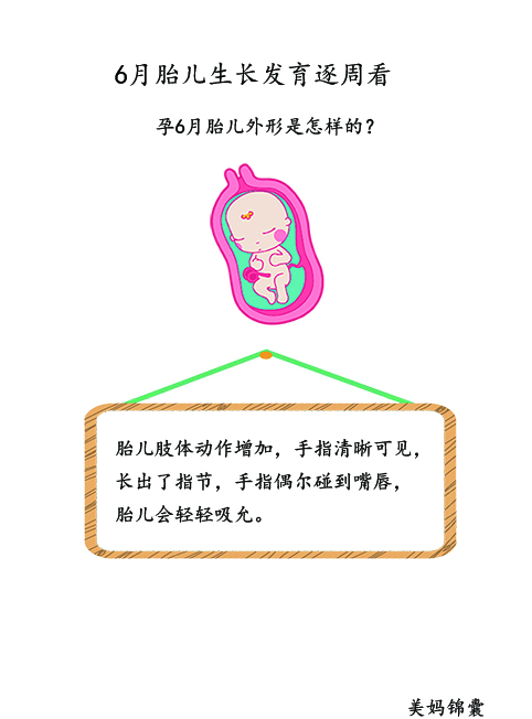 胎儿21周至23周的变化,胎儿21天的样子