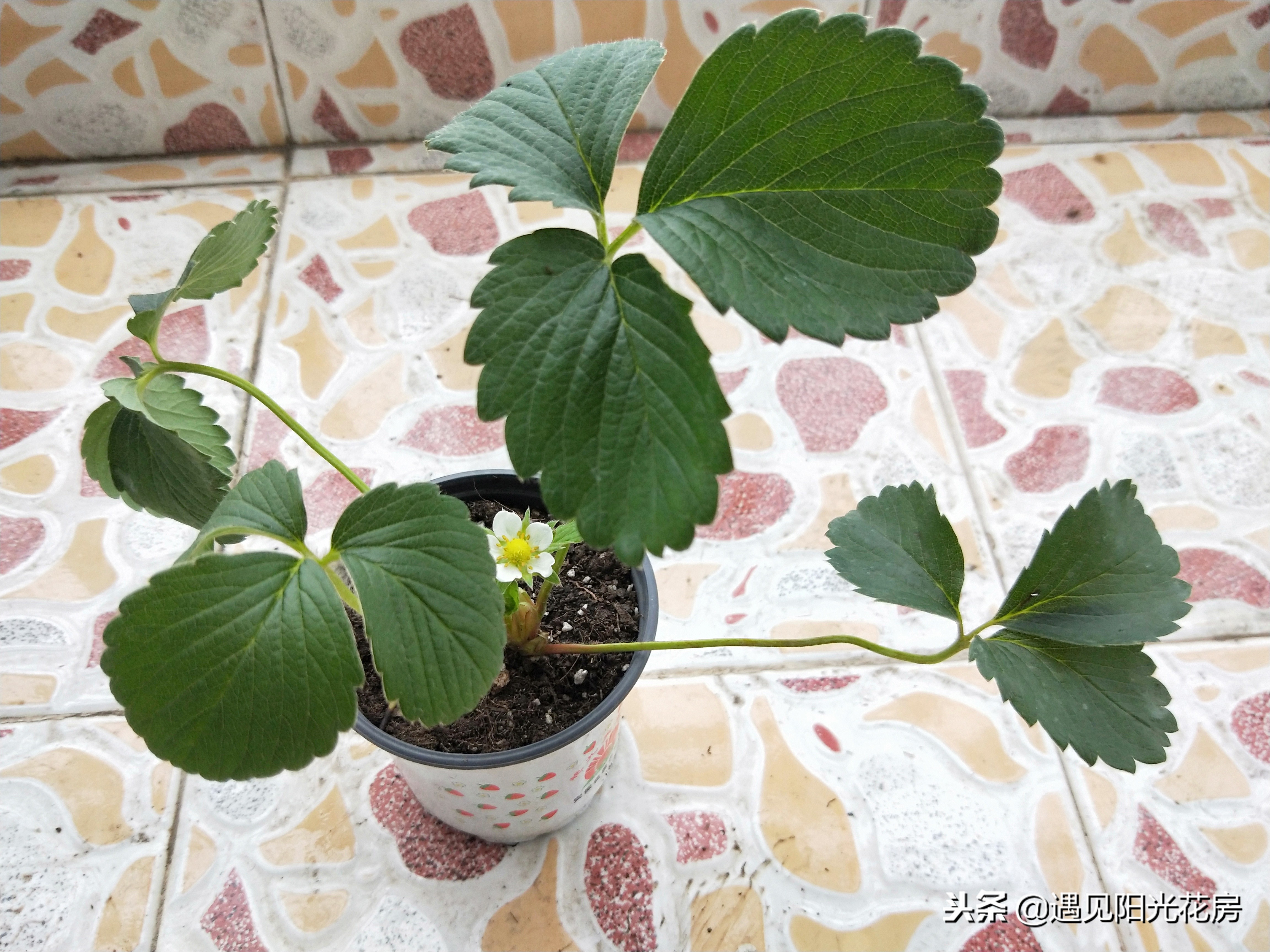 盆栽草莓开花了怎么养护,怎么养草莓才会多开花