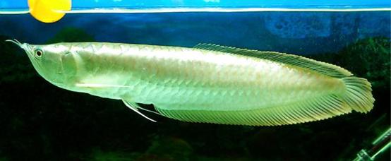 活化石对龙鱼有什么好处,龙鱼的活化石图片