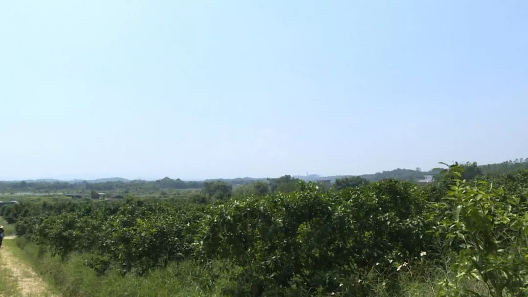 广东复种沙糖桔基地,沙糖桔种植基地规划图