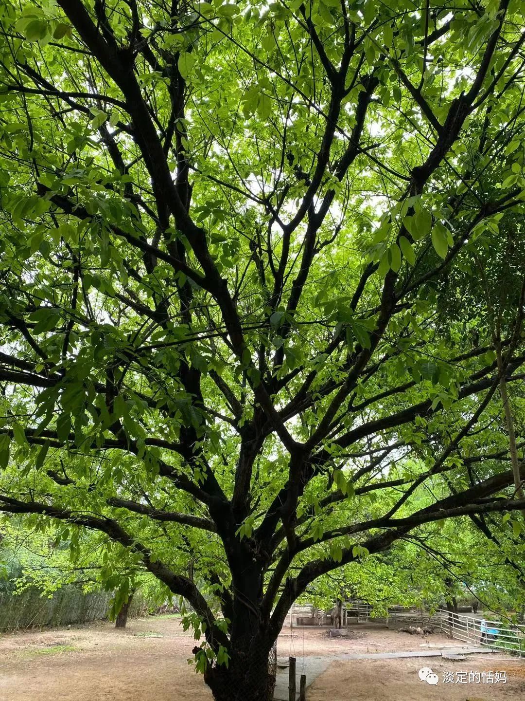 一边修脚一边讲故事,开口学古诗