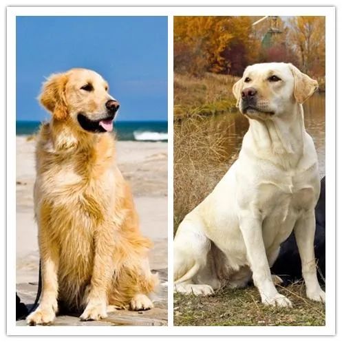 金毛小时候长得像拉布拉多,金毛跟拉布拉多是同父异母