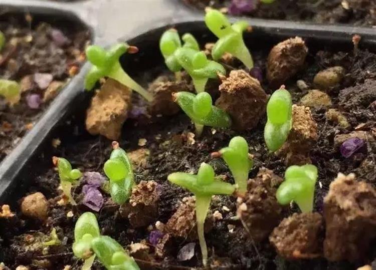 养多肉的土发霉是怎么回事,品氏泥炭土发霉了还能用吗