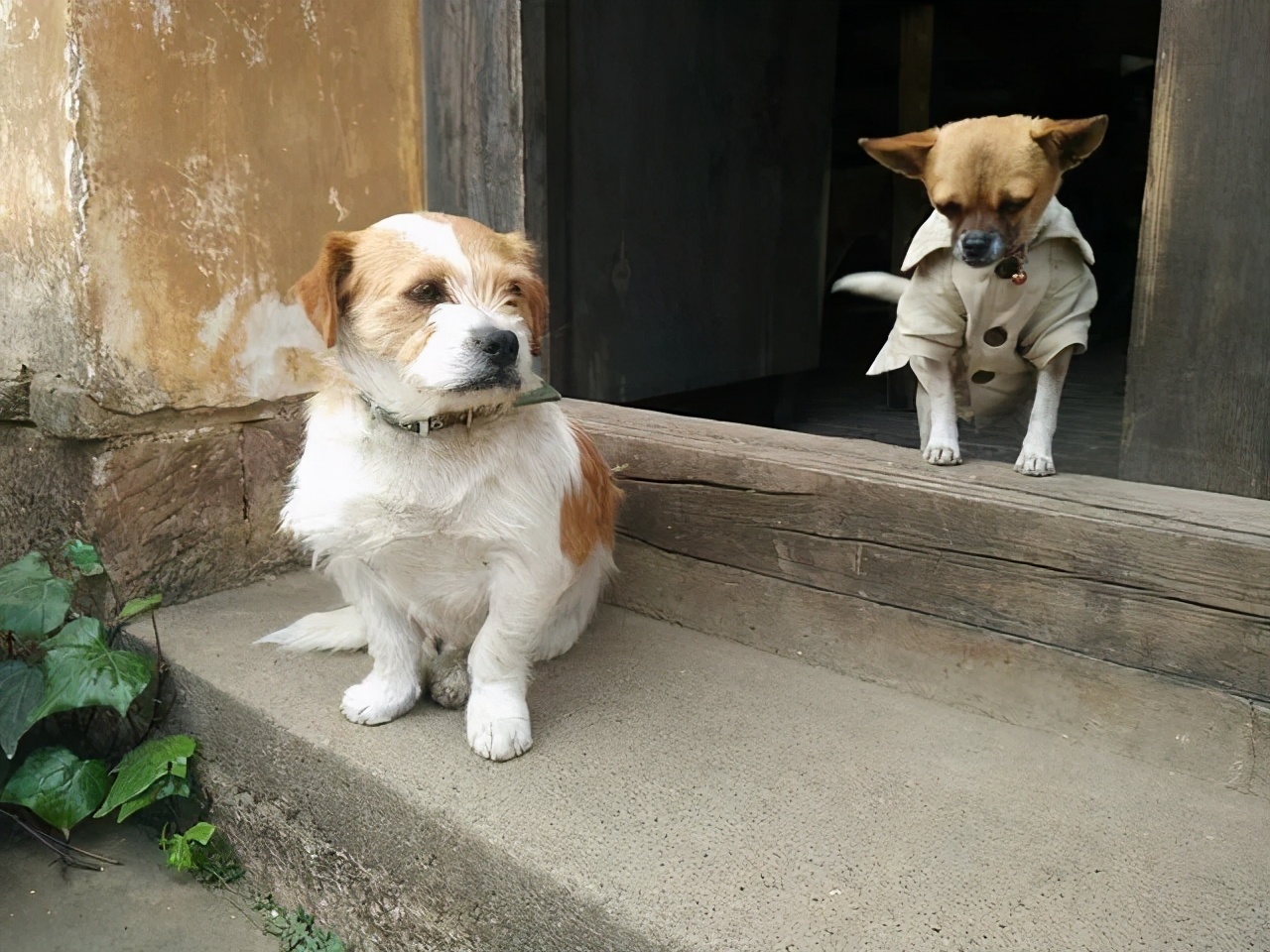 狗切除声带多久能恢复,狗声带切除教学