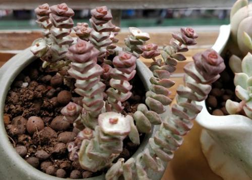 多肉钱串叶子皱皱巴巴是怎么回事,钱串叶子发软怎么办