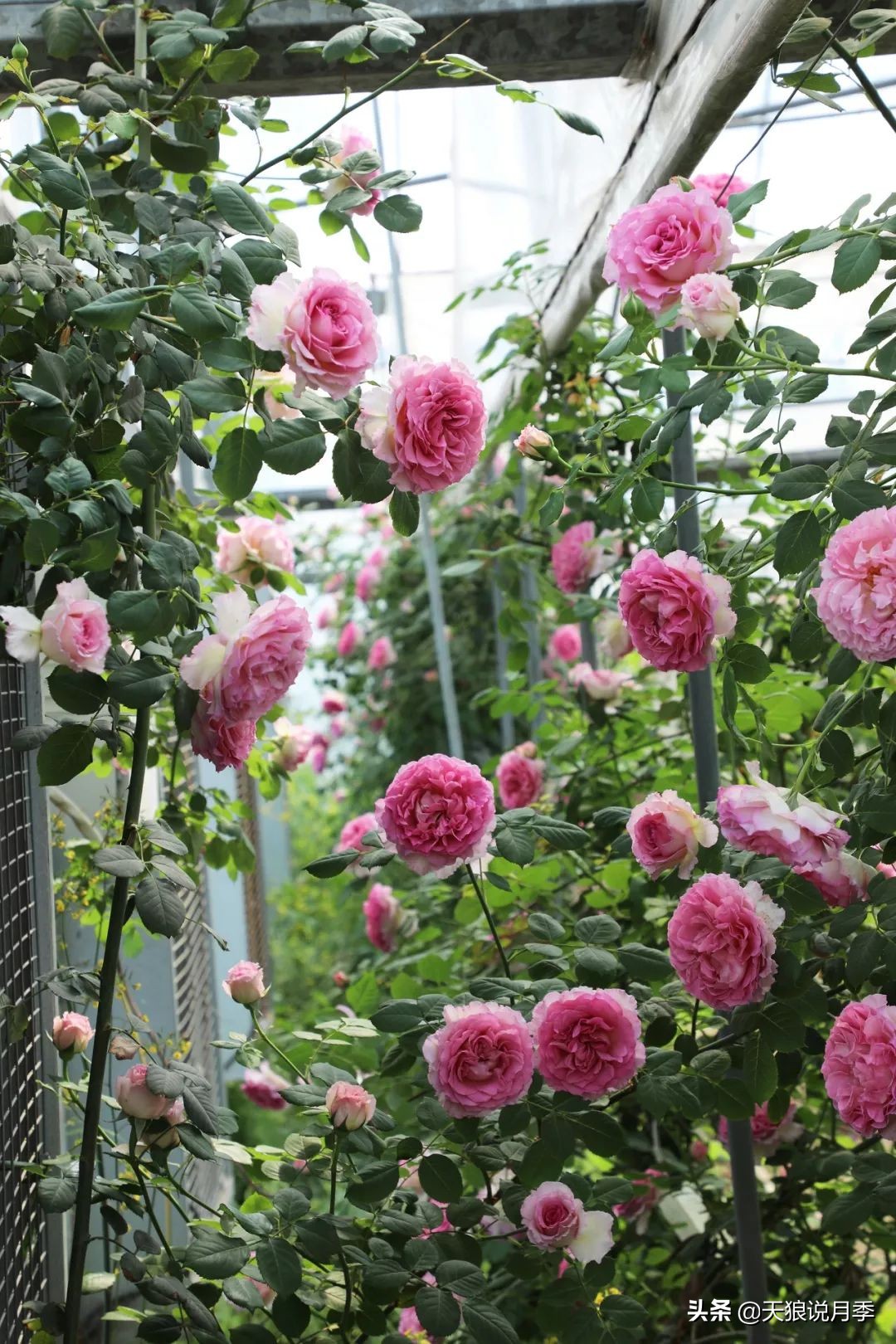 天狼月季优惠活动时间,天狼月季618活动