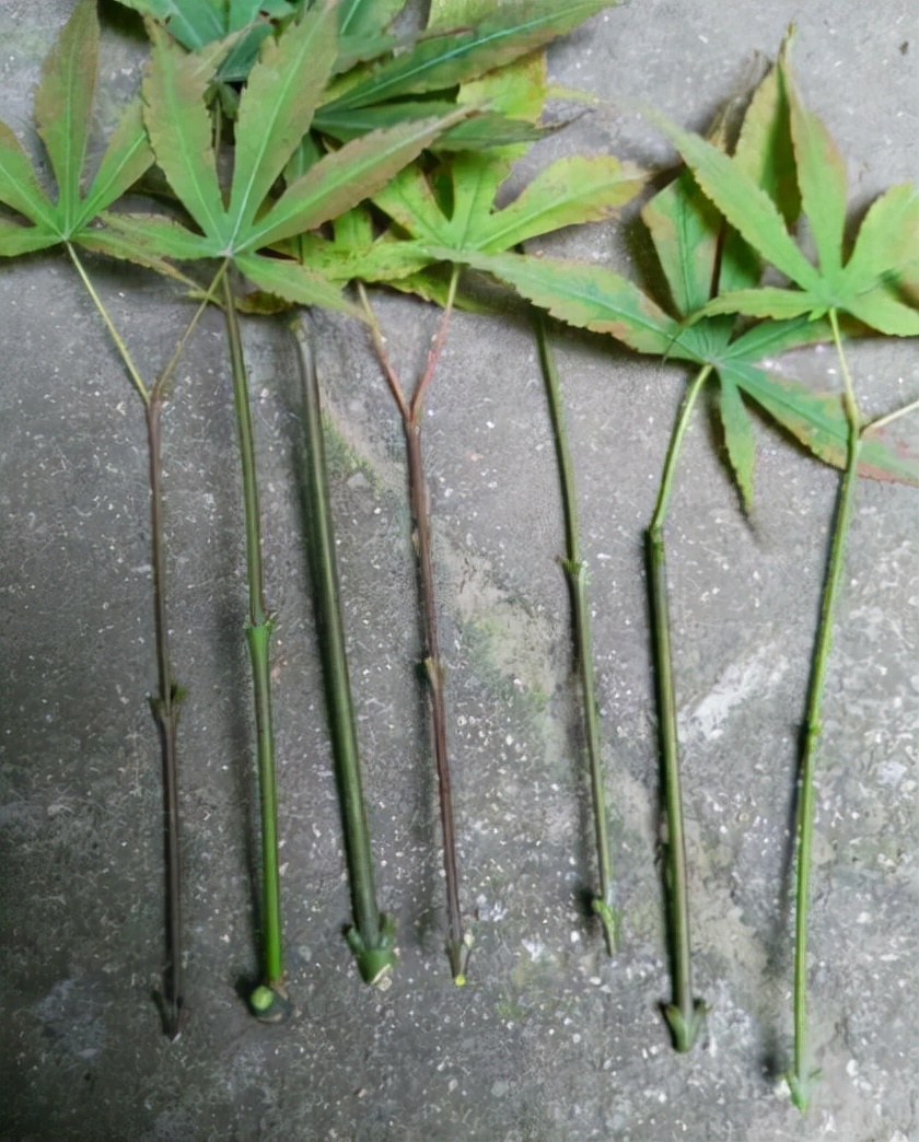 红枫如何提高观赏性,红枫扦插用老枝条好还是嫩枝条好