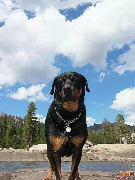 鐙楃嫍澶у叏鍙埍,鍙埍鐨勫皬鐙楃嫍閫佺粰鐖辩嫍浜哄＋