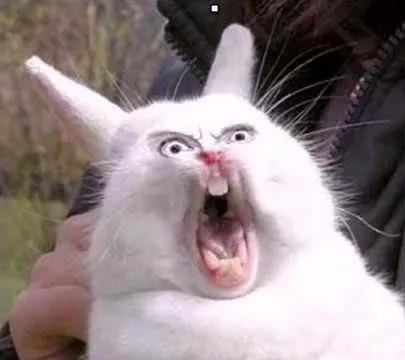 动物表情包沙雕魔性,沙雕动物爆笑瞬间表情包