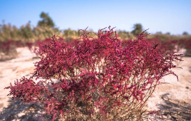 翅碱蓬为什么秋季变红,翅碱蓬退化