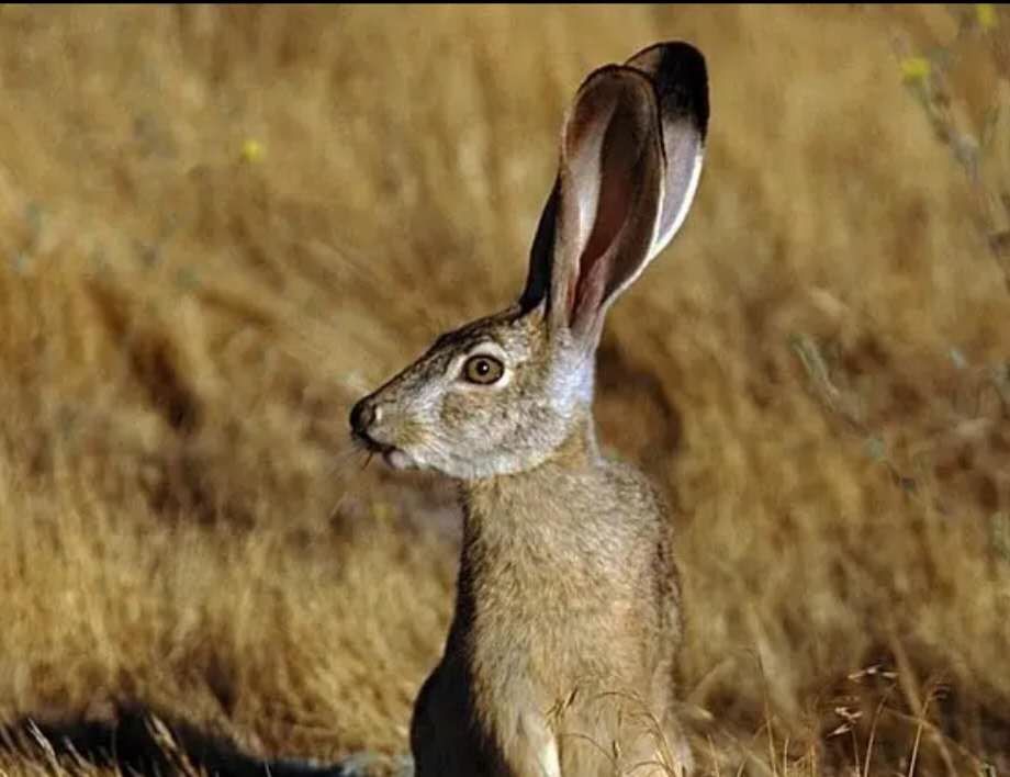 早上不扫地习俗,早晨不割秧晌午不摘瓜是什么意思