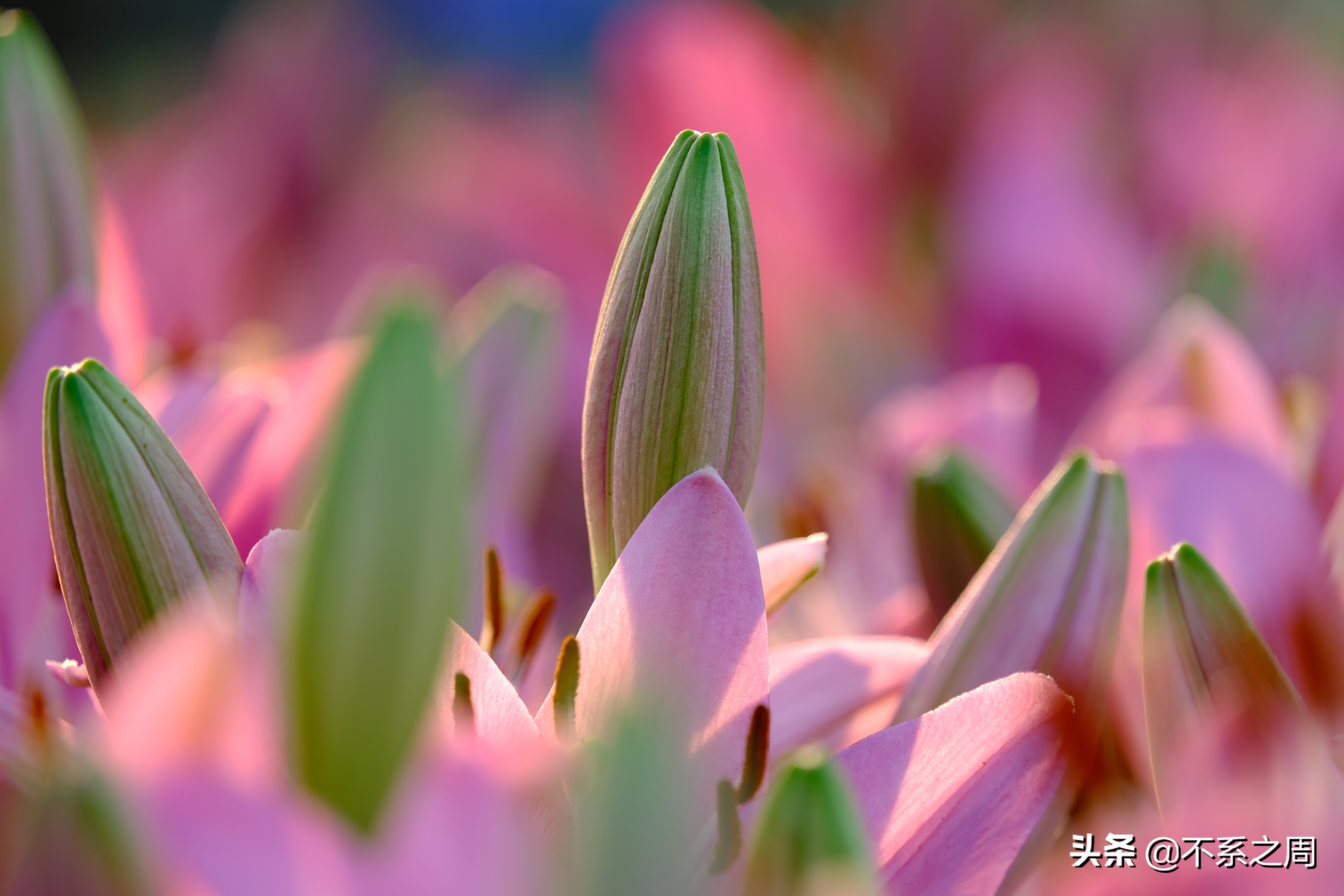 无锡梅园百合花节,无锡梅园中秋游园会