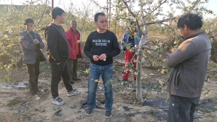 志丹县发布霜冻预警,陕西黄陵苹果防霜冻