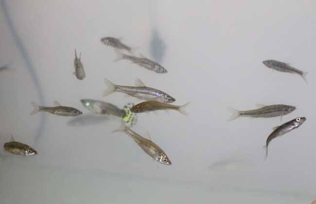 麦穗鱼怎样养殖,麦穗鱼如何大量养殖