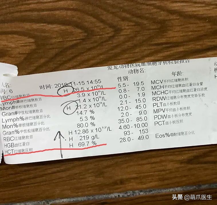 猫吃猫粮死了,go猫粮致猫死亡天猫国际回应