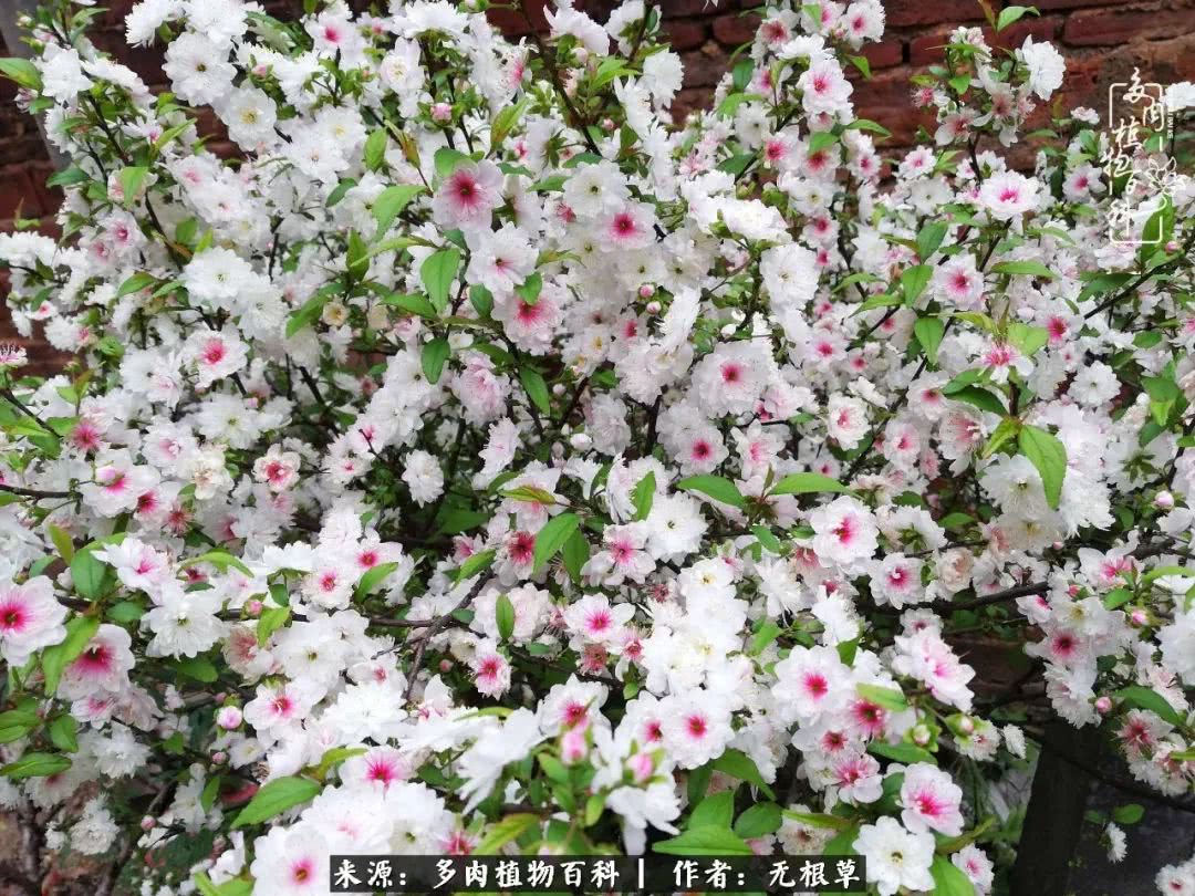 多肉寒冬中茁壮成长,多肉岁月的沉淀