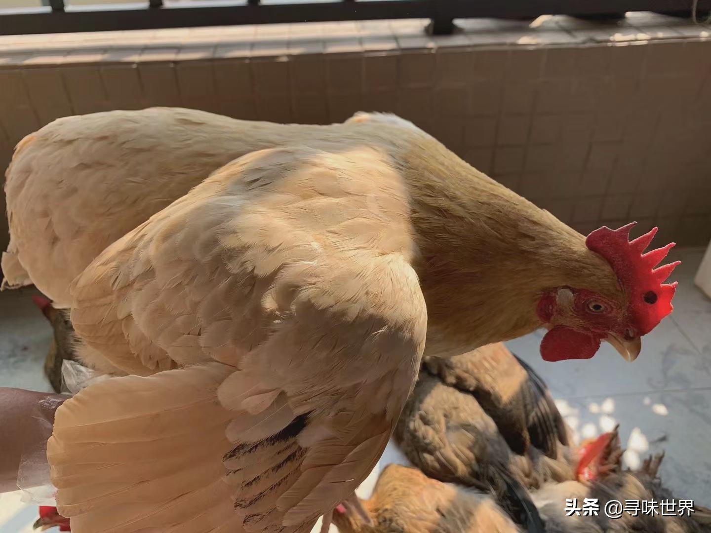 如何挑选好吃的土鸡,土鸡怎样挑选高产鸡