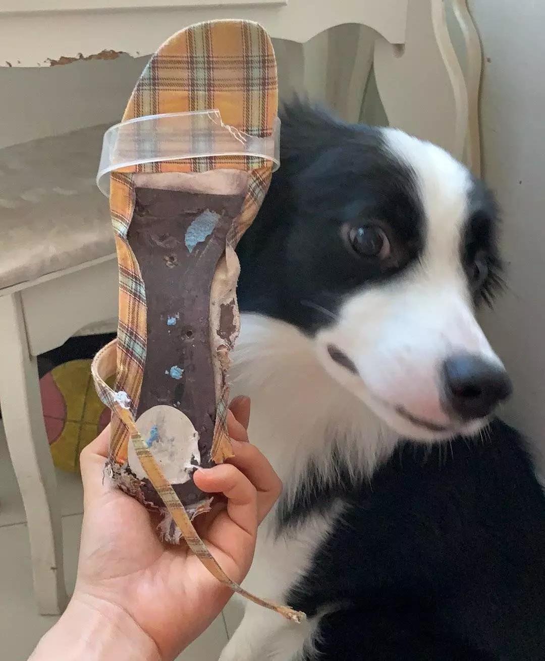 铲屎的都是因为啥和狗吵架，原谅我笑出了声