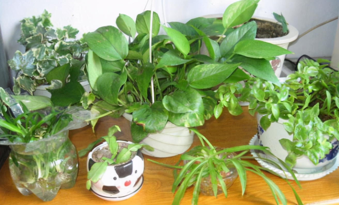 实用扦插教学让植物一盆变多盆,容易扦插成活的盆栽植物