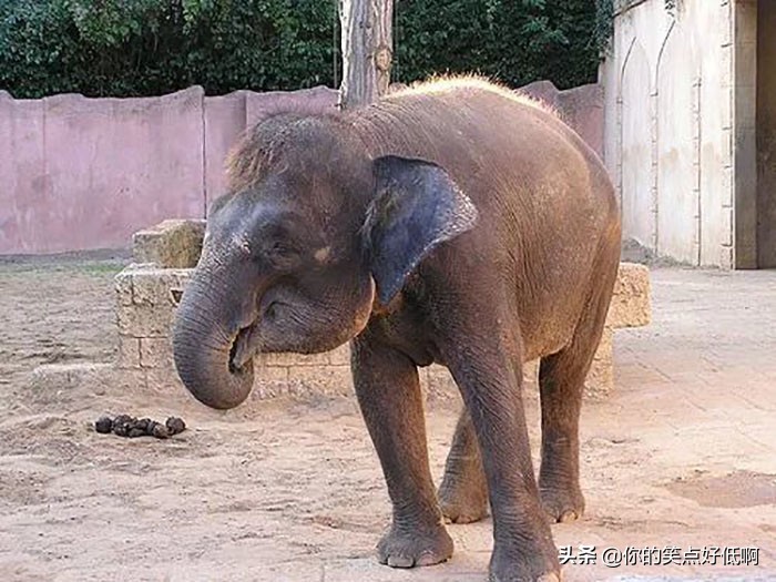 大象只有非洲象和亚洲象两种？错了