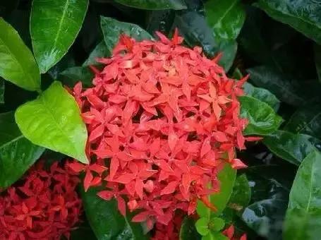 世界各国国花大开眼界美到爆,世界各国国花及国树