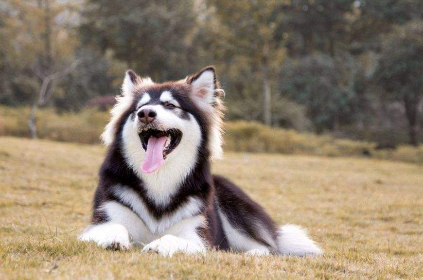 世界上最忠心的狗狗排名第一,对主人忠心的十大狗狗排名