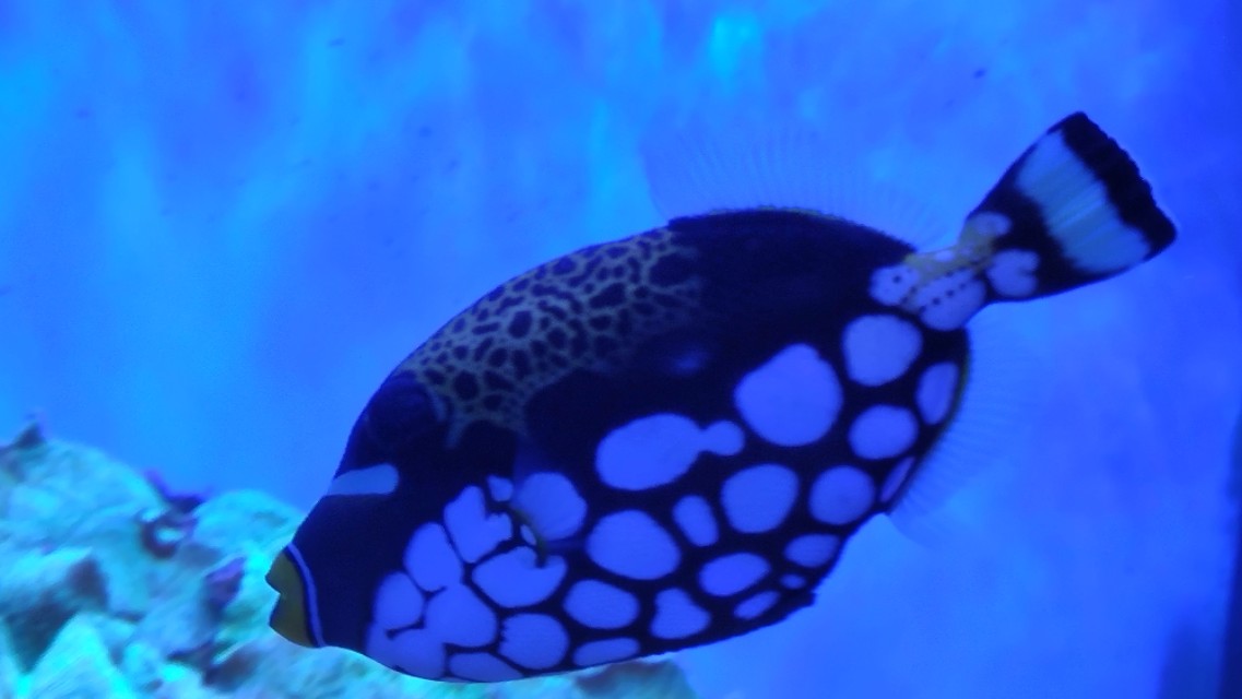 福州欧乐堡海洋世界家庭套票团购,福州欧乐堡海洋世界门票价格