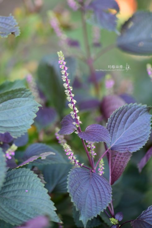 西餐香草大全及用途视频,好吃的西餐料理有哪些